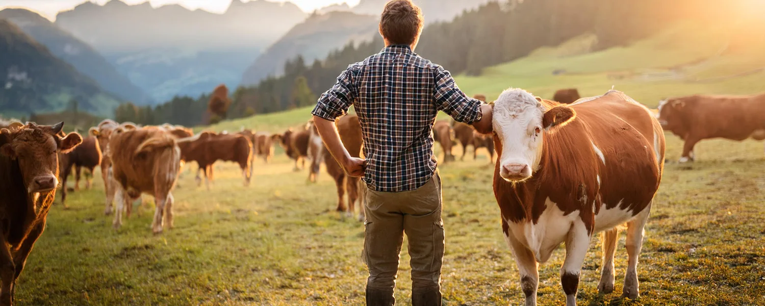 Cow Dander Allergy and Testing